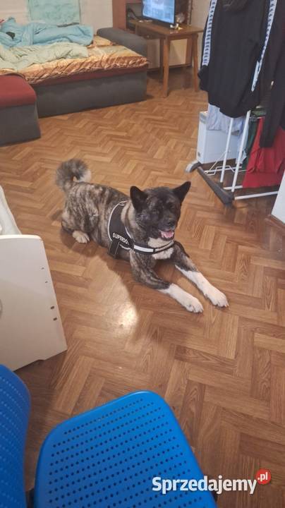 Akita Amerykańska Samiec reproduktor 5lat Akita Wodzisław Śląski