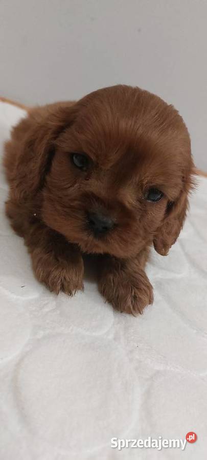 Cavalier king charles spaniel Łużna