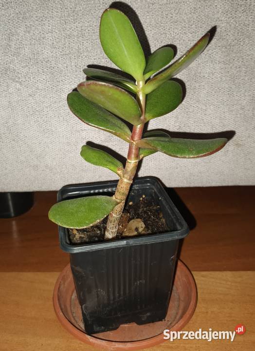 Grubosz crassula drzewko szczęścia 4 kwiat Kaktusy i sukulenty mazowieckie sprzedam