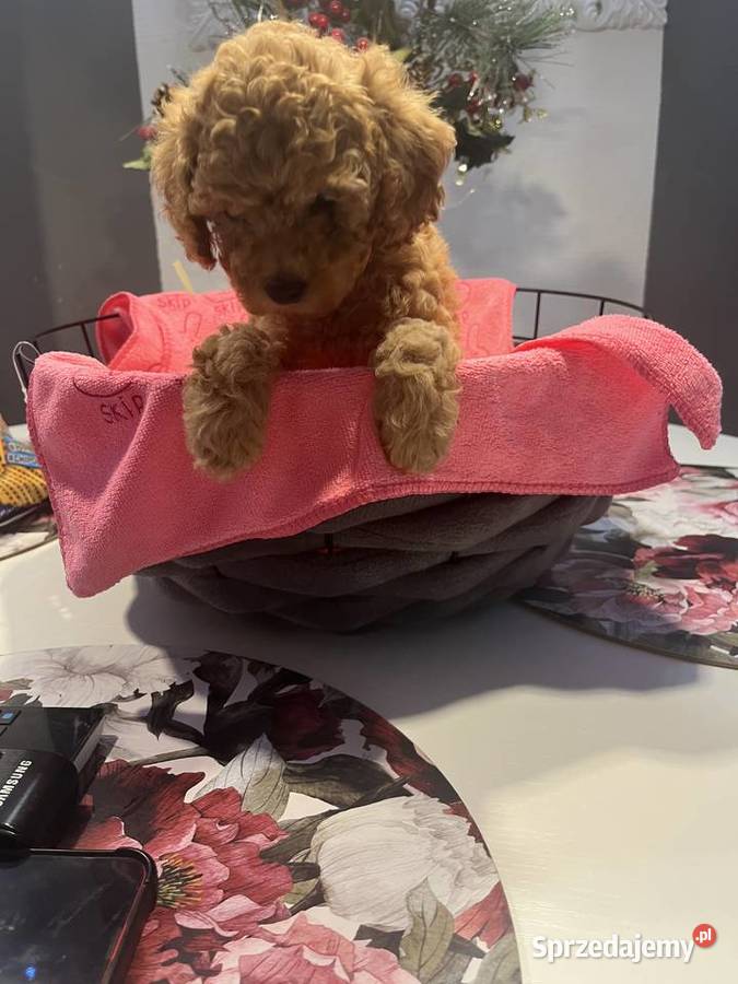 Pudel miniatura Milicz