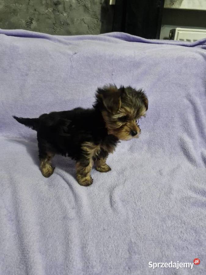 Yorkshire terrier Morąg