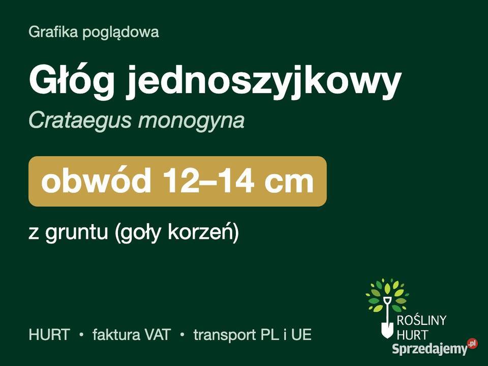 Głóg jednoszyjkowy obwód 1214 z gruntu HURT
