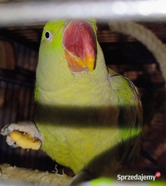 Papugi szukają dobrego domu Tomaszów Mazowiecki sprzedam