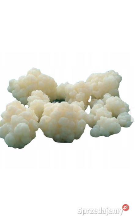 Kefiru Grzybek Tybetański Kefirowy Pozostałe Wrocław sprzedam