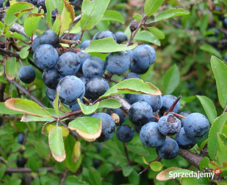 ŚLIWA TARNINA Prunus spinosa NASIONA 50 sztuk Lubanie