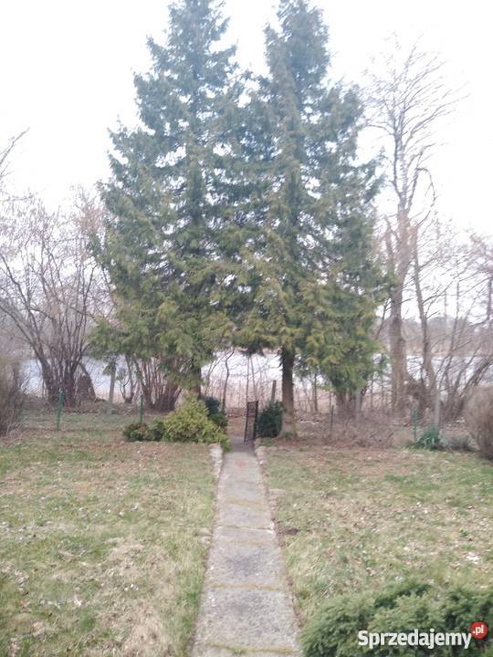 SPRZEDAM DZIAŁKĘ REKREACYJNĄ w CHEŁMICY DUŻEJ Włocławek sprzedam