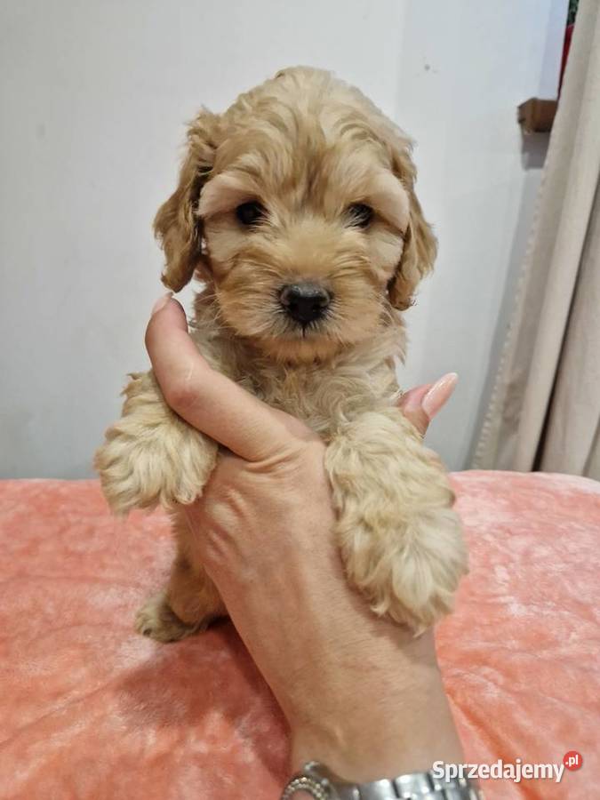 Cockapoo szczeniaki cockapoo Sandomierz