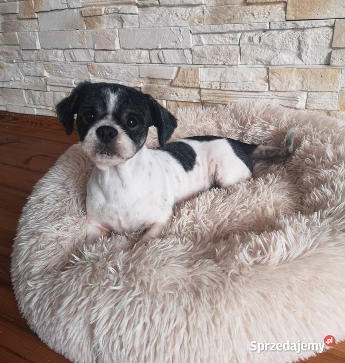 Shih Tzu do adopcji zachodniopomorskie Szczecinek