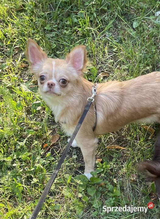 Śliczna sunia Chihuahua długowłosa Trzebnica sprzedam