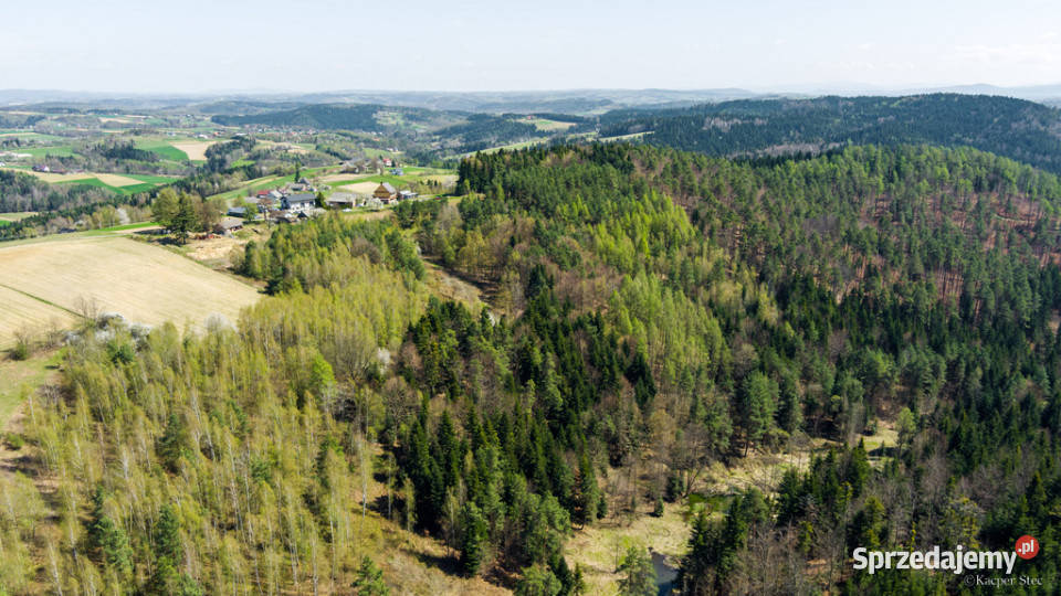 Na sprzedaż pastwisko zalesione w Jastrzębi leśna Jastrzębia
