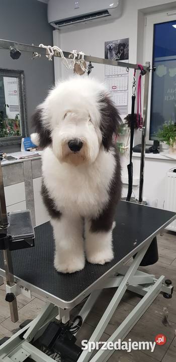 Owczarek staroangielski bobtail szczeniaki Owczarek Kostrzyn