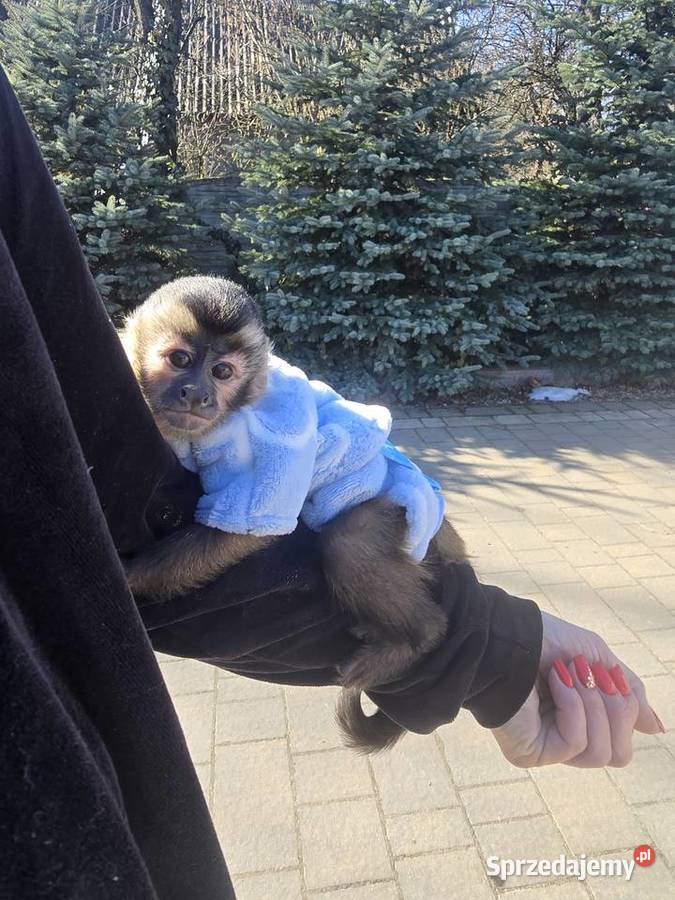 Kapucynka czubata dziewczynka Zwierzęta Warszawa
