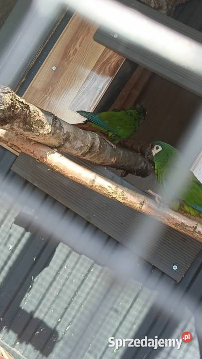 Ara maracana para dorosła Wieliczka