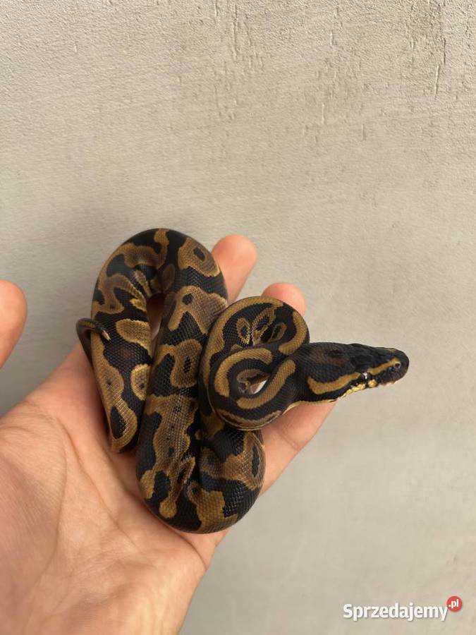 Wąż Pyton Królewski Leopard PK102025 samiec Gniezno
