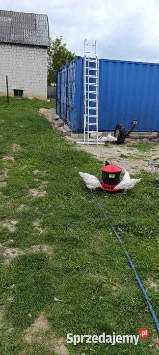 Sprzedam jajka z wolnego wybiegu Iłża sprzedam