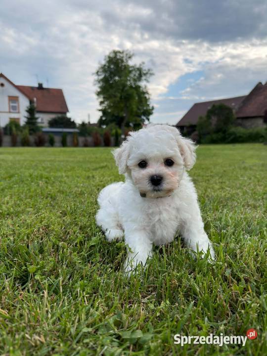 Bichon frise Fci Toszek
