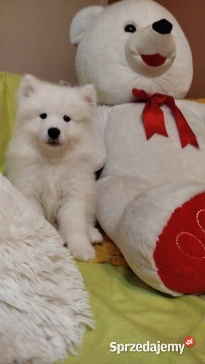 Samoyed szczeniaki