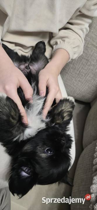 Szczeniaki shihtzu Dulcza Wielka