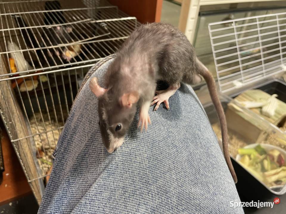 Szczury rasowe Gliwice