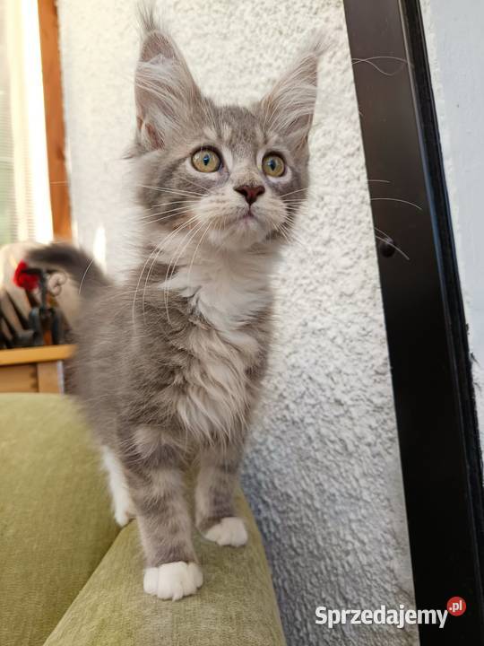 Oriel Wonder Maine Coon niebieska kotka z bielą Czempiń