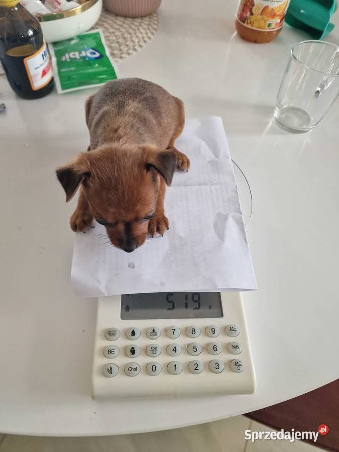 Pinczer miniaturowy suczka Roxi XXS ratlerek mazowieckie Myszyniec