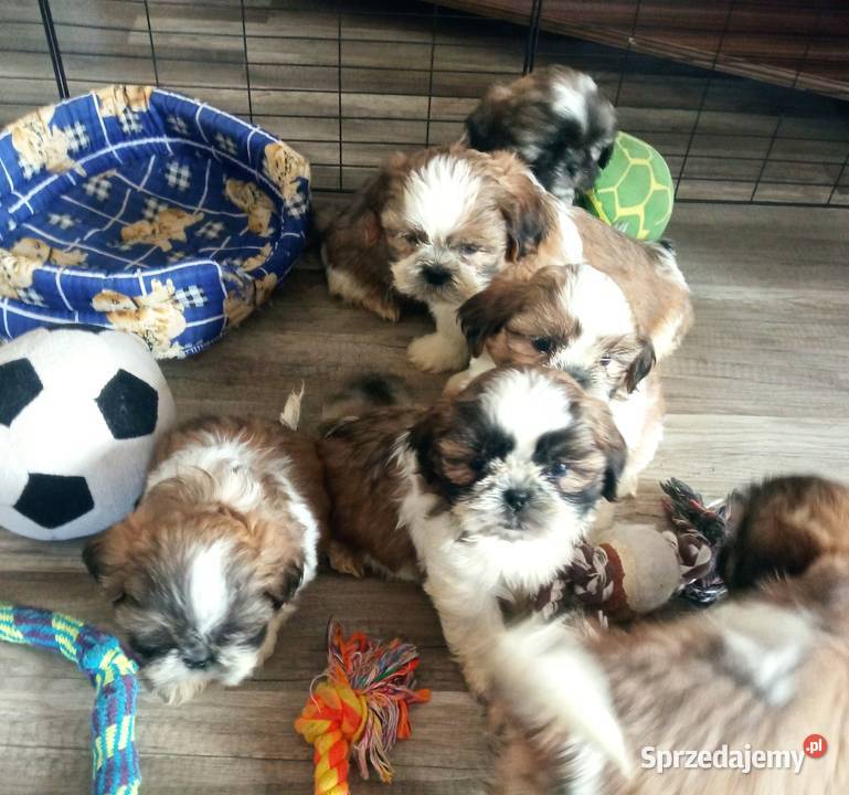 Shihtzu szczeniaki Dębica