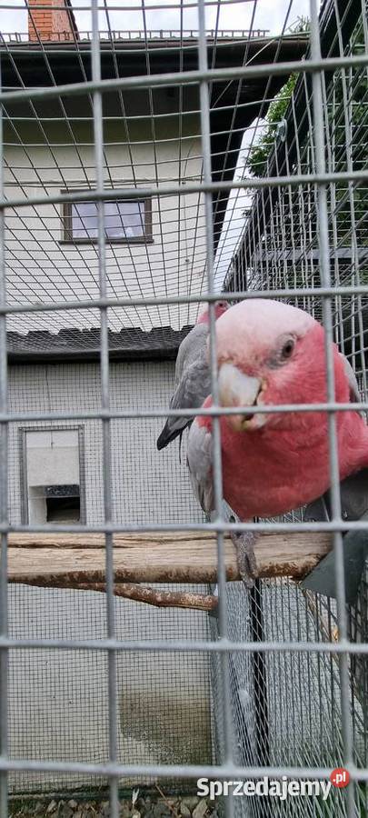 Kakadu Różowe para Bystra