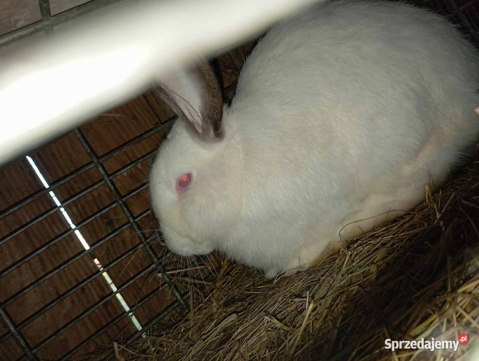Króliki Na Sprzedaż Przasnysz