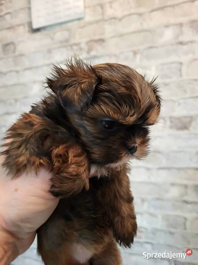 Shih tzu śliczne pieski Shih Tzu Shih Tzu Radom