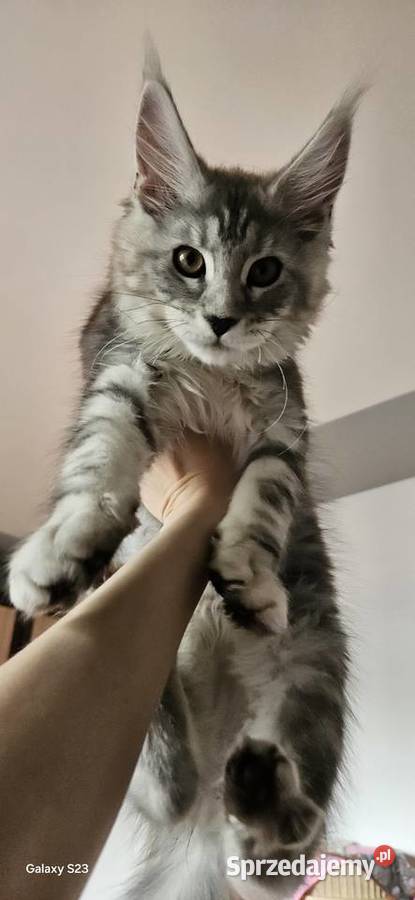 CatsMyLove kociaki sprzedam