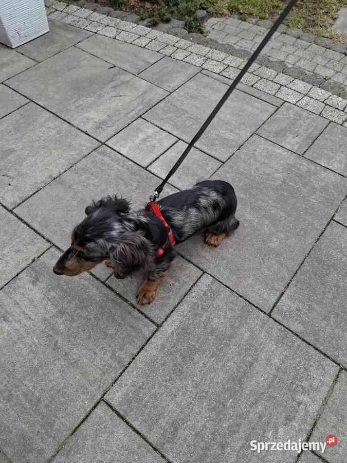 Jamnik długowłosy merle piesek mazowieckie Żyrardów