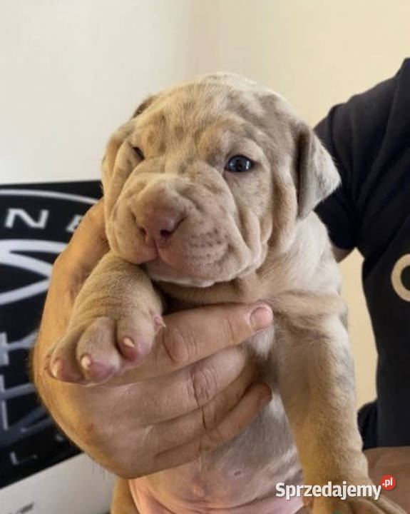 AMERICAN BULLY XL PREMIUM Warszawa
