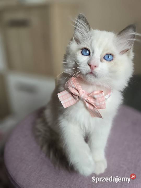 Rasowy kot Ragdoll mazowieckie