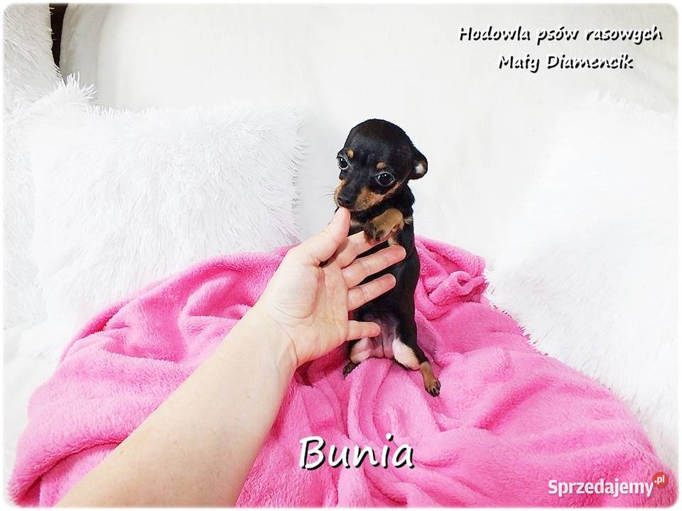 Mini Suczka BUNIA Ratlerek XS Pinczer lubuskie Żary