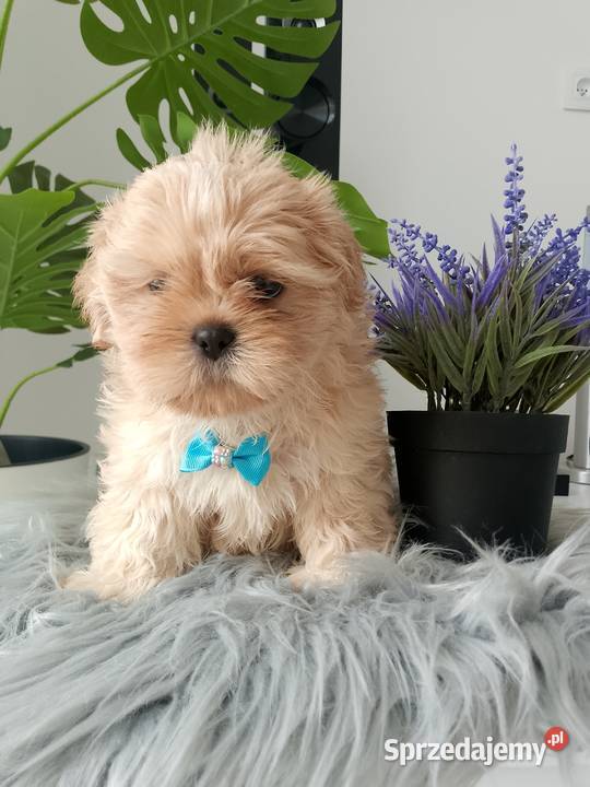 OSTATNI już do odbioru unikatowy piesek rasy Shih Tzu wielkopolskie Kępno sprzedam