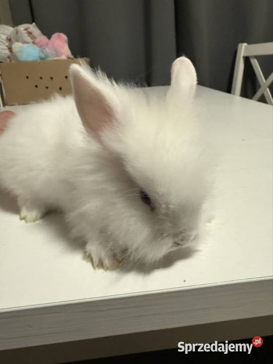 Króliczki miniaturki małopolskie Wadowice sprzedam