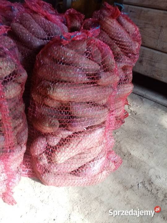 Burak buraczek ćwikłowy długi okrągły Działoszyce