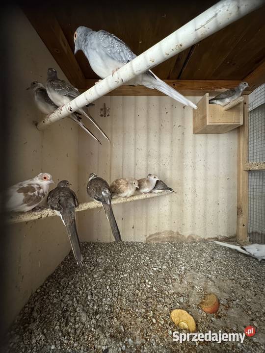 Gołąbkami Diamentowe Szeki Cianowice