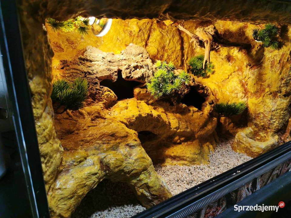 Terrarium 60x40x40 Ostrów Wielkopolski