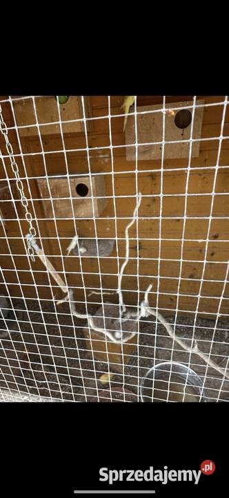 Papugi faliste Lubska sprzedam