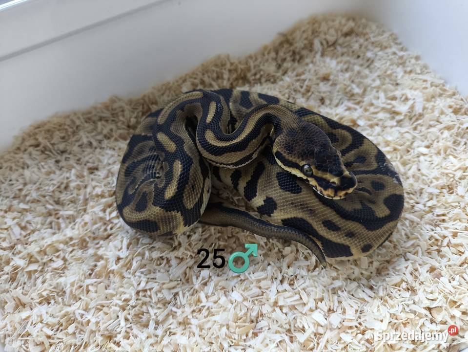 Pyton Królewski Regius samiec Boruja Kościelna