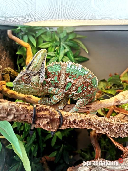 Kameleon jemeński z terrarium i wyposażeniem Jaworzno