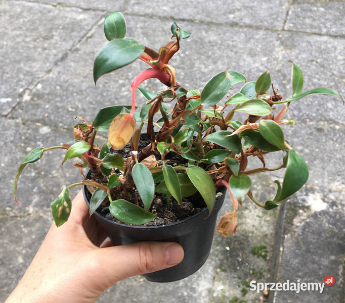 Filodendron Philodendron pincushion miniatura do Kraków