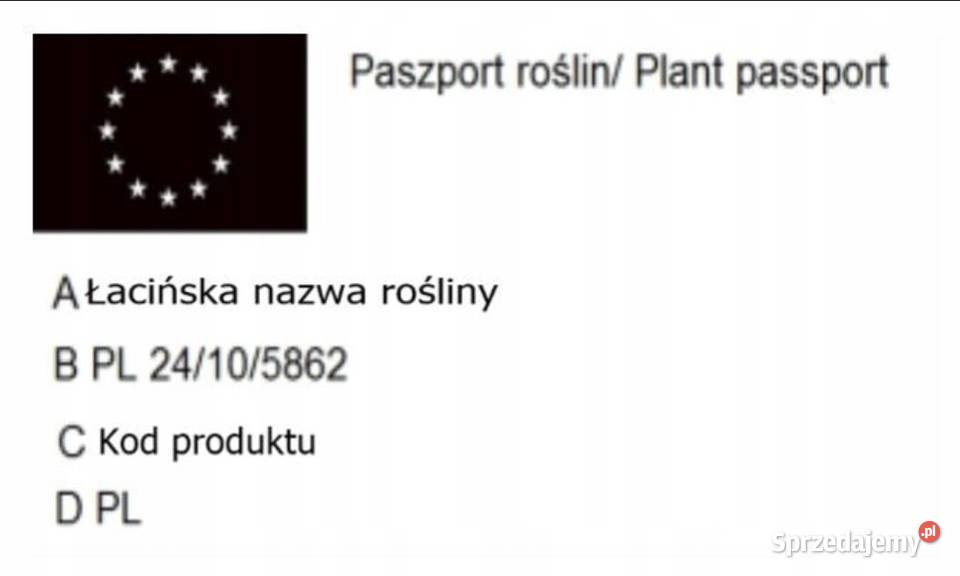 GK JODŁA KAUKASKA 2040 ABIES KAUKASIKA PIĘKNA Miedźna