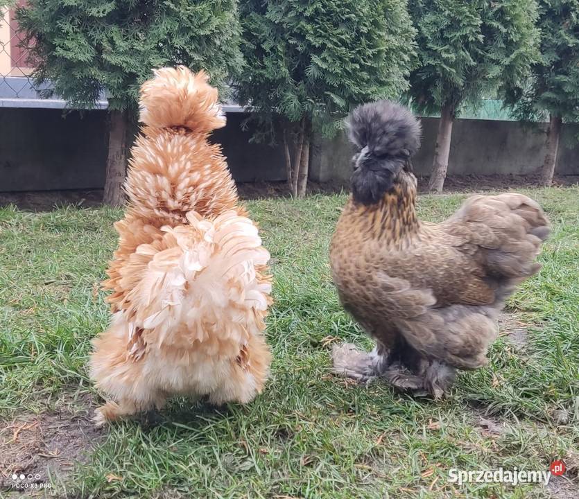 Jajka lęgowe stadzie ze zdjęć Łochów sprzedam