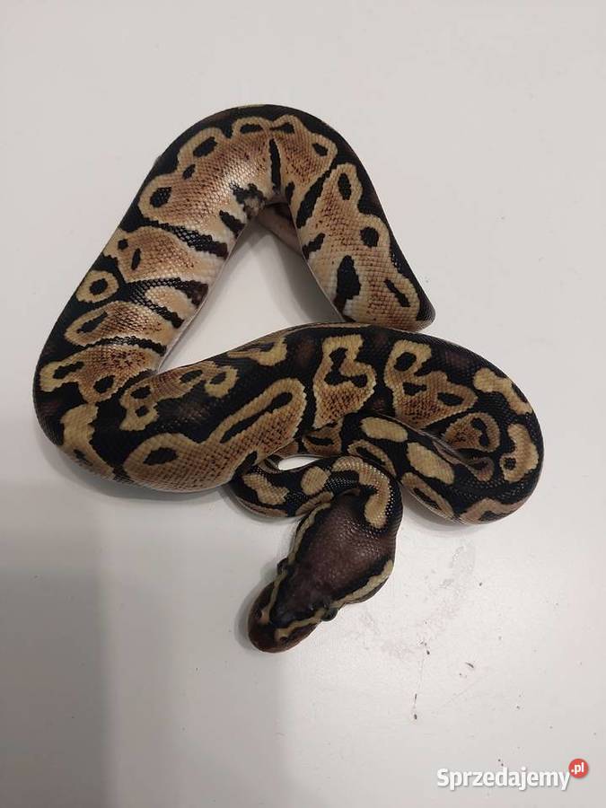 Pyton królewski węże