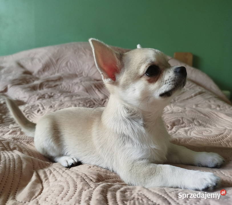 Chihuahua maleńki piesek Konin