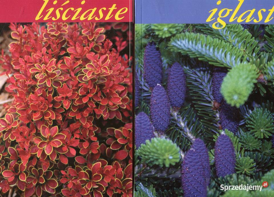 Karłowe drzewa i krzewy liściaste Iglaste Adam zachodniopomorskie Szczecin