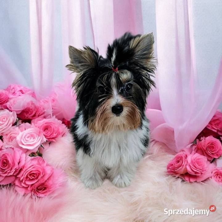 Piękna Miniaturowa maleńka Suczka York Biewer Do