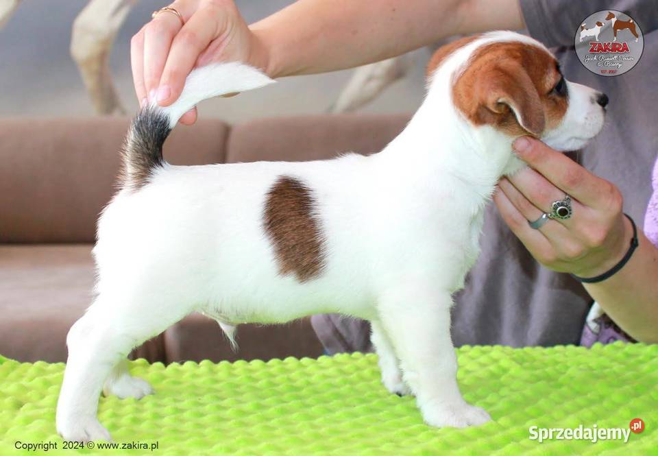 Szczenię Jack Russell Terrier Zima 2025 Jack Russell Terrier Ruda Śląska